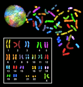 chromos from nucleus